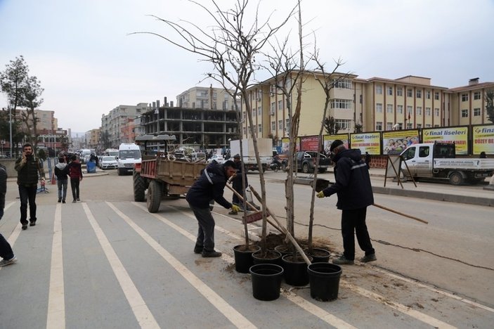 Cizre belediyesi ağaç budama çalışması başlattı