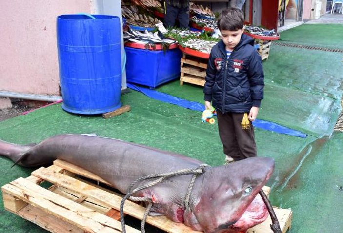 Tekirdağ'da 3 metrelik köpek balığı oltaya takıldı