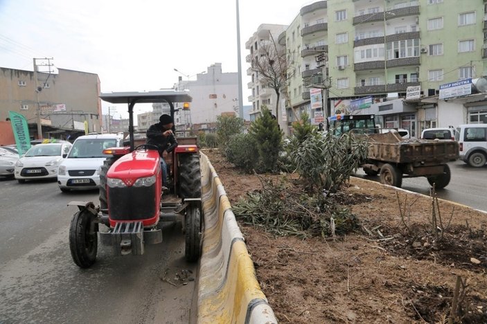 Cizre belediyesi ağaç budama çalışması başlattı