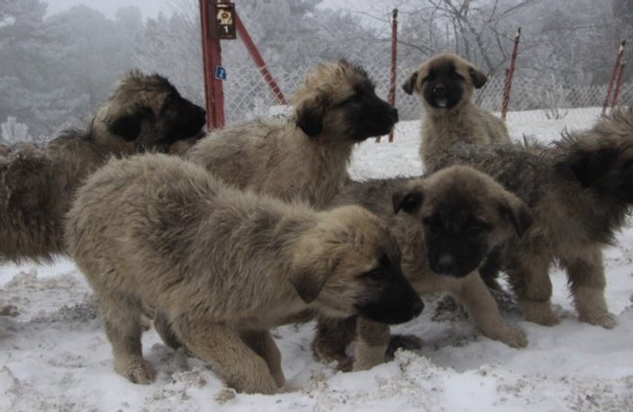 Bursa'da yavru köpekler birbirlerine sarılarak dondu