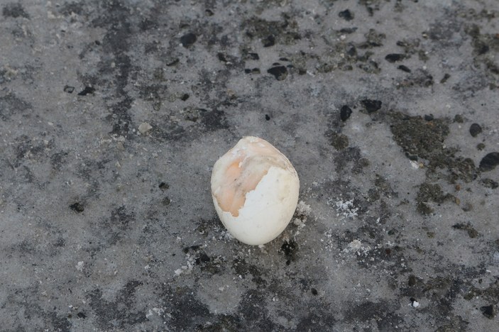 Ağrı'da asfalta kırılan yumurta dondu