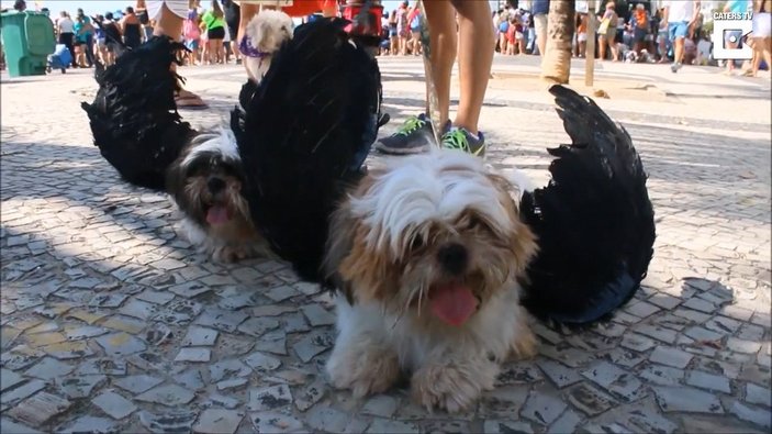 Rio'da köpek karnavalı