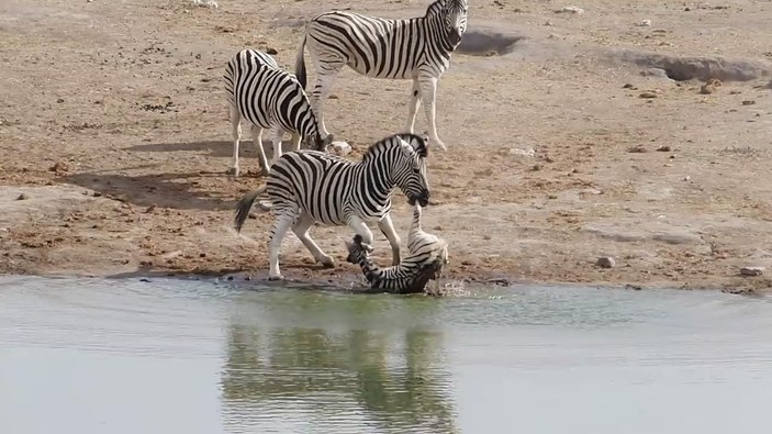 Zebra sürüsünün yeni lideri yavru zebraya saldırdı