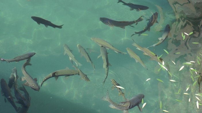 Şanlıurfa'da Balıklıgöl’e ziyaretçi akını