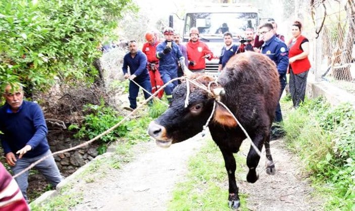 Kuyuya düşen inek 5,5 saatte kurtarıldı