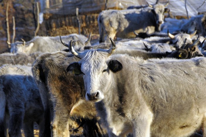 Trakya'da nesli tükenmekte olan sığırlar korunmaya alındı