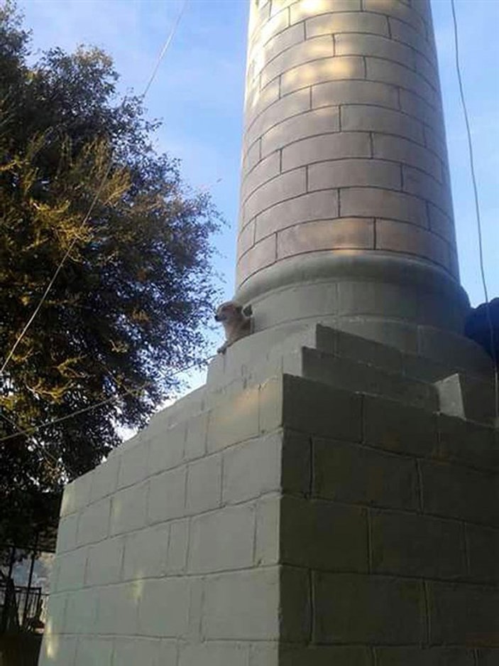 Antalya'da minarede mahsur kalan köpek kurtarıldı