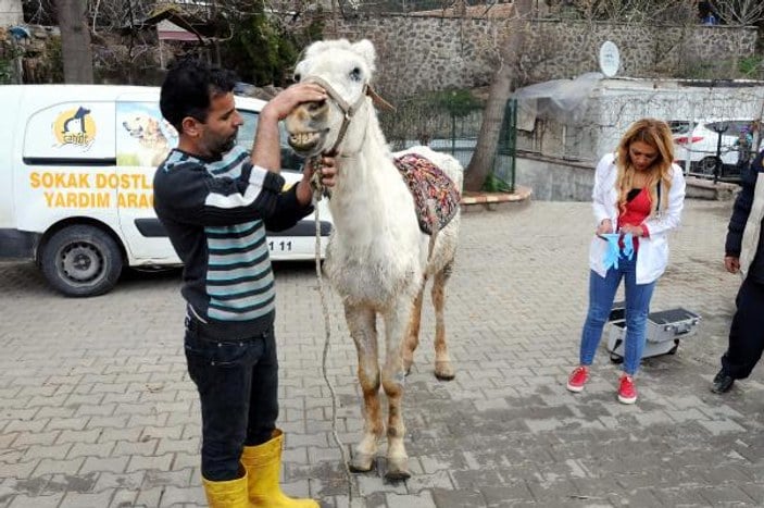 Gaziantep'te işkence edilen at ölüme terk edildi