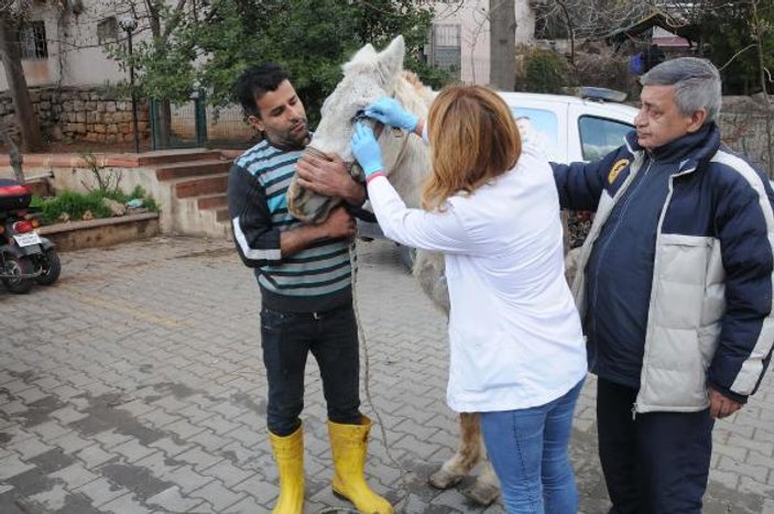 Gaziantep'te işkence edilen at ölüme terk edildi