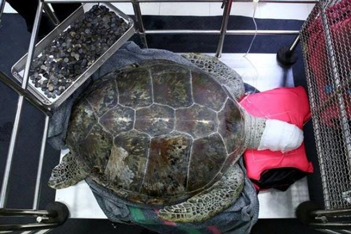 Midesinden 915 adet bozuk para çıkan kaplumbağa öldü