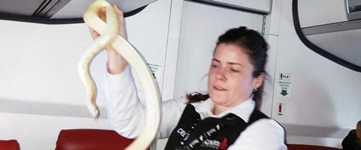 Uçakta yılan var anonsu paniğe neden oldu