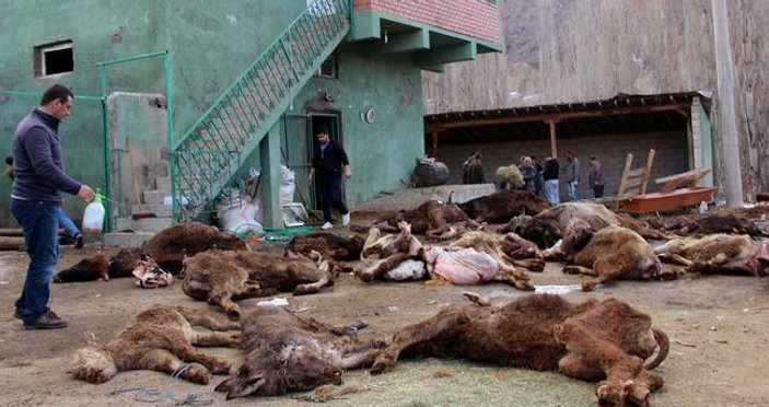 Erzurum'da bakımsız kalan 20 hayvan telef oldu