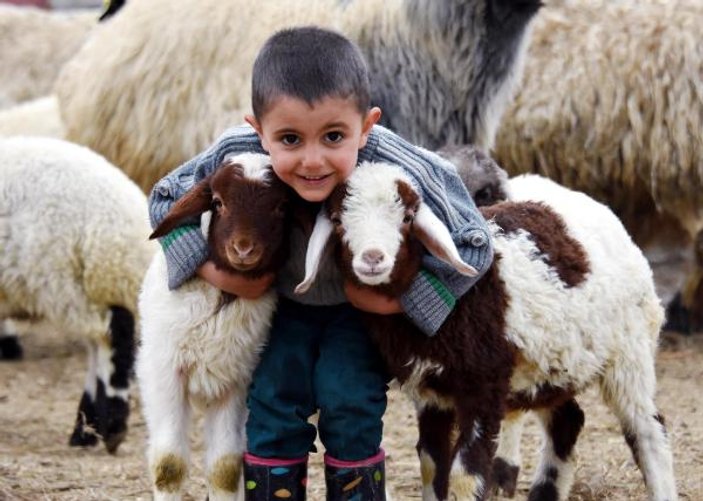 Kuzuların bahar buluşması