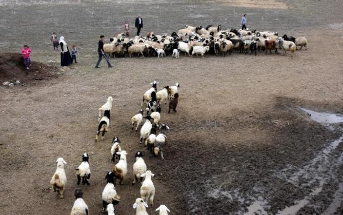 Kuzuların bahar buluşması