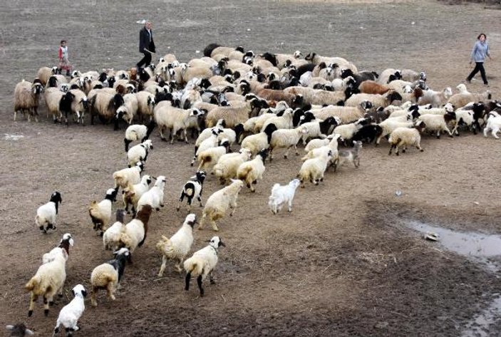 Kuzuların bahar buluşması