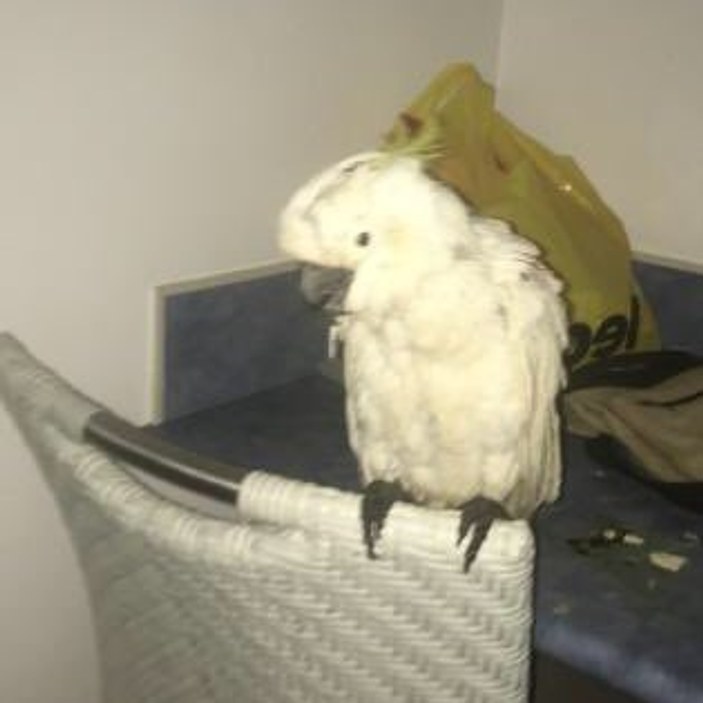 Debbie Kasırgası'nın sembolü olan papağan kurtarıldı