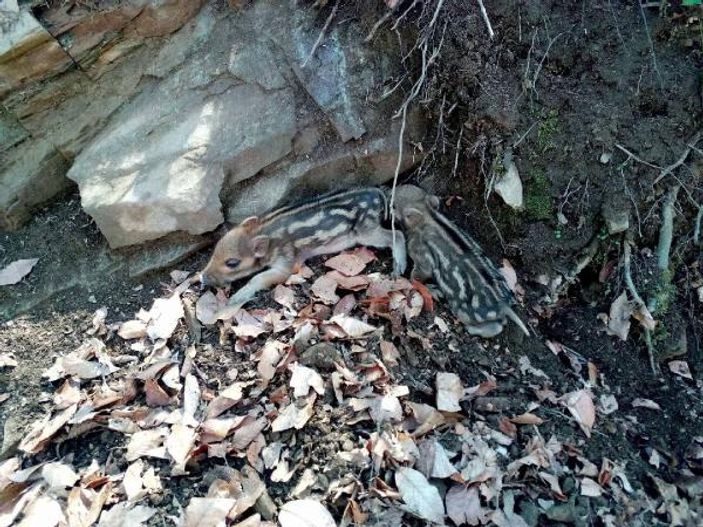 Çanakkale'de desenli yavru domuz görüldü