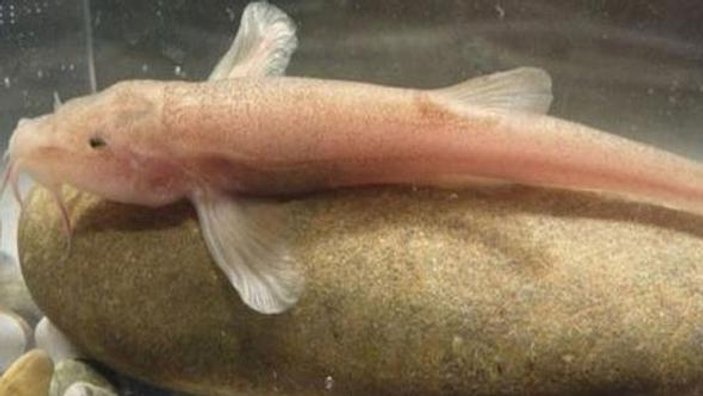 Avrupa'da mağarada yaşayan ilk balık türü bulundu