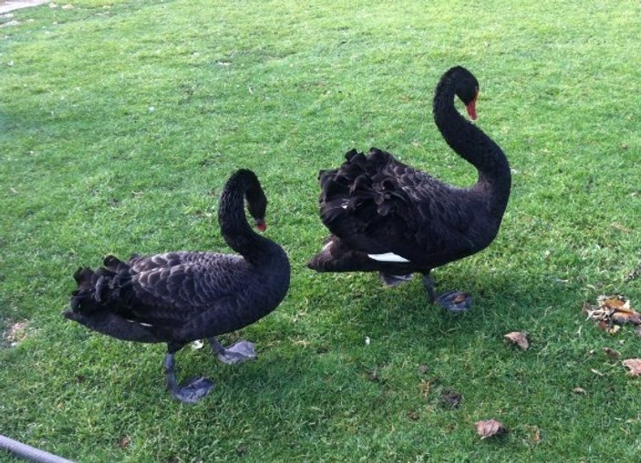 Adana'da siyah flamingo görüntülendi