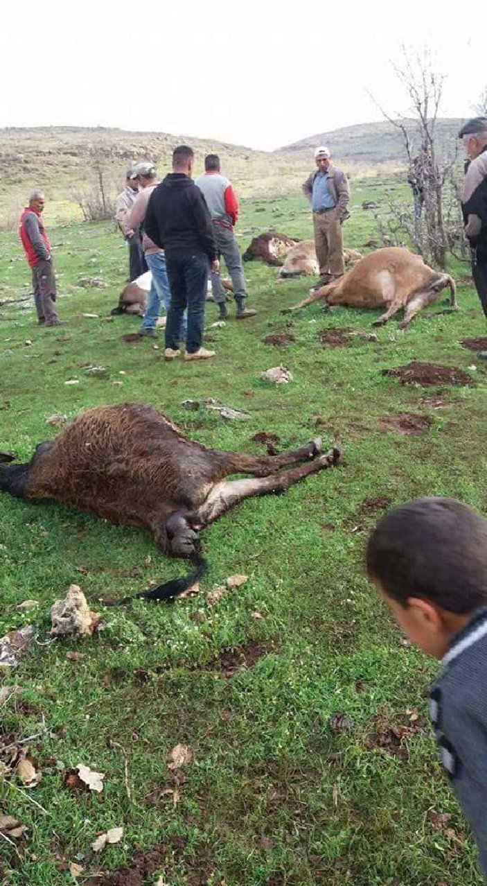 Mardin'de büyükbaş hayvan sürüsüne yıldırım düştü