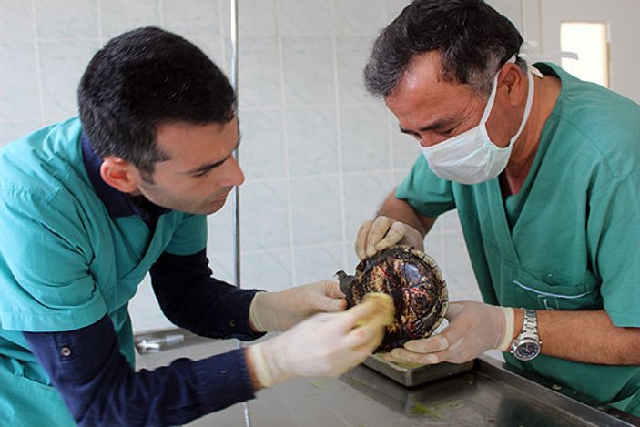 Kabuğu kırılan deniz kaplumbağası tedavi edildi