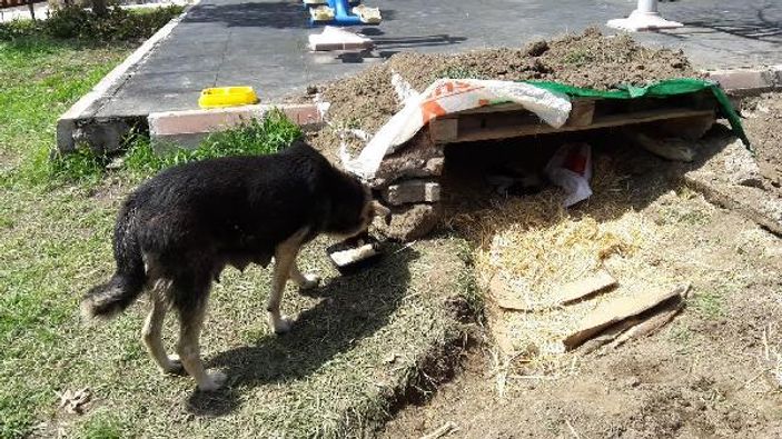Yavru köpeklere polis sahip çıktı