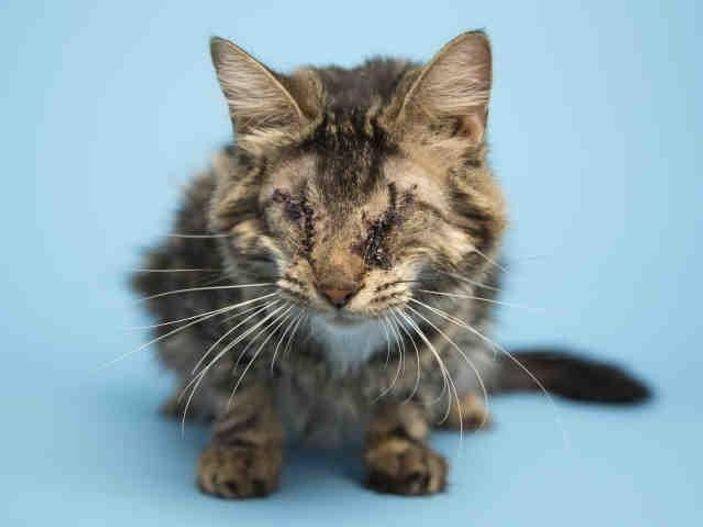 Görme engelli kediyi sahiplenen küçük kız