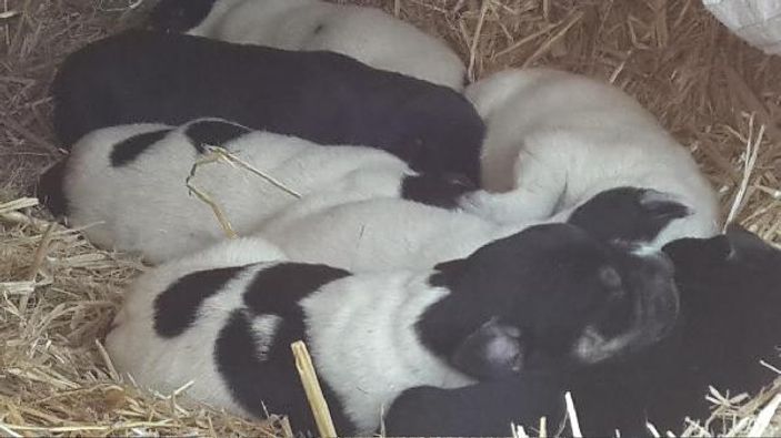 Yavru köpeklere polis sahip çıktı