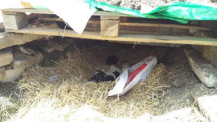 Yavru köpeklere polis sahip çıktı