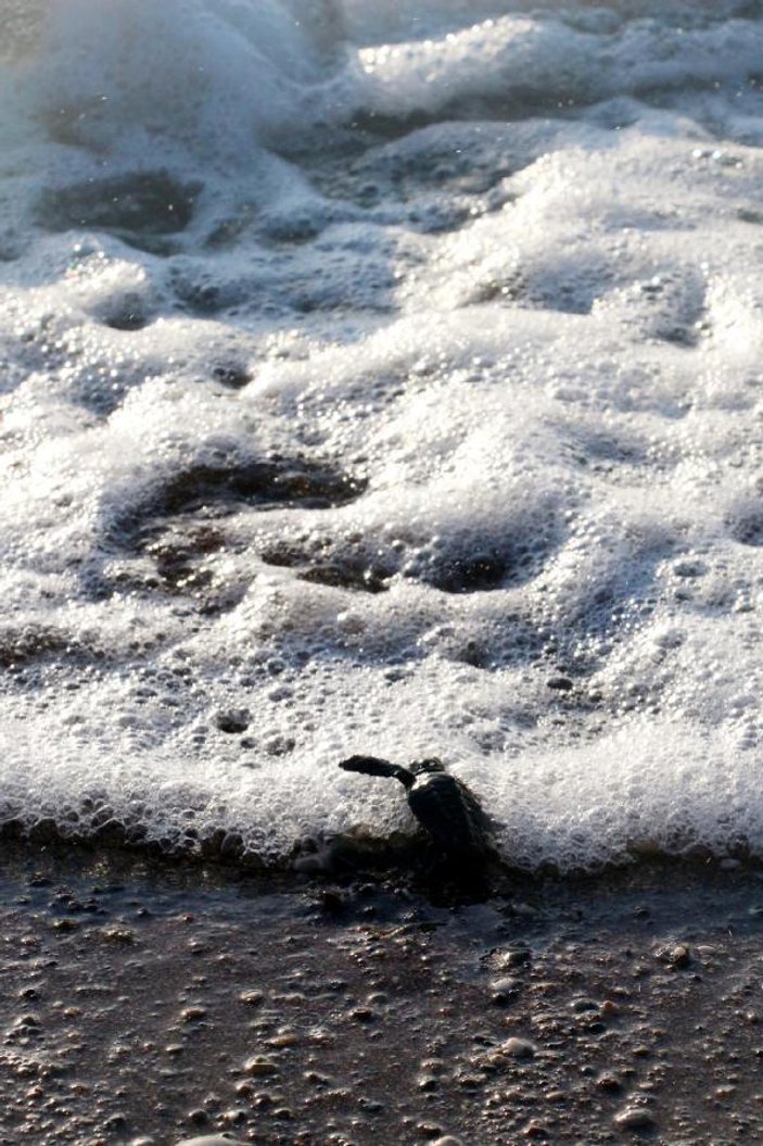 575 bin deniz kaplumbağası yavrusu denizle buluştu
