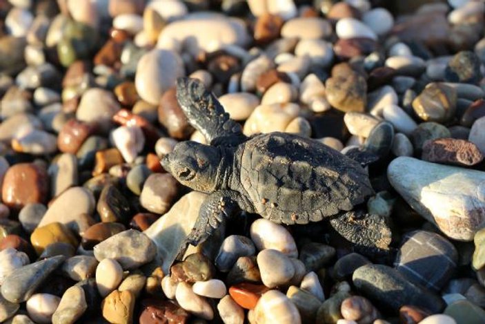 575 bin deniz kaplumbağası yavrusu denizle buluştu