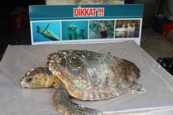 Kuşadası'nda 2 deniz kaplumbağası ölü bulundu