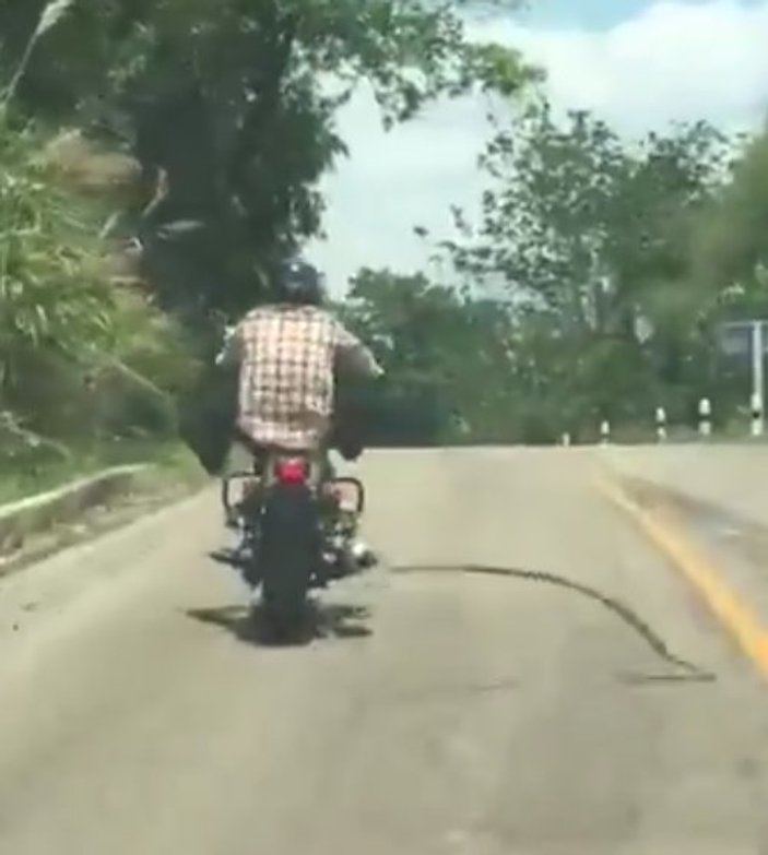 Motosiklet sürücüsüne saldıran yılan