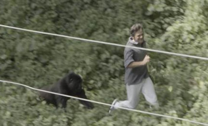 Gorillerle oyun oynayan İngiliz