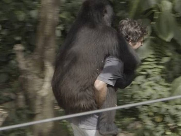 Gorillerle oyun oynayan İngiliz