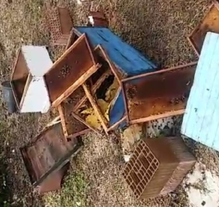 Sakarya'da arı kovanlarına ayı saldırısı