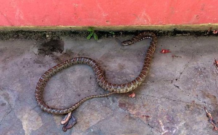 Mersin'de çamaşır sepetinden yılan çıktı