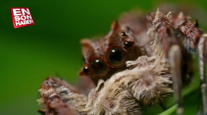 Portia örümceğinin avlanma yöntemleri