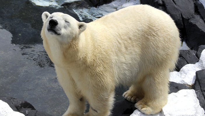 20 yıllık eşinden ayrılan kutup ayısı öldü