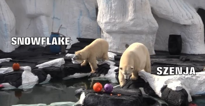 20 yıllık eşinden ayrılan kutup ayısı öldü