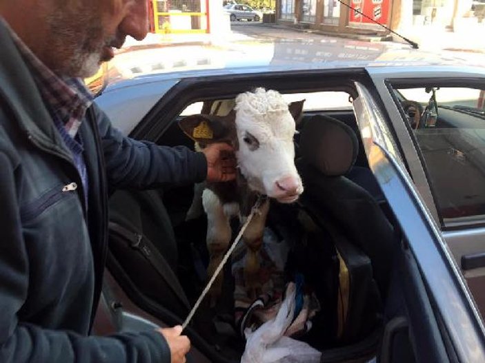 Buzağıyı otomobilin arka koltuğunda veterinere götürdü