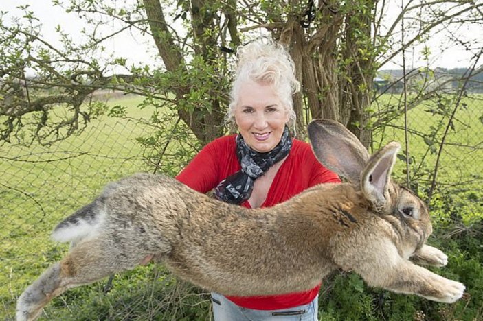 Dünyanın en büyük tavşanı United Airlines'ta öldü
