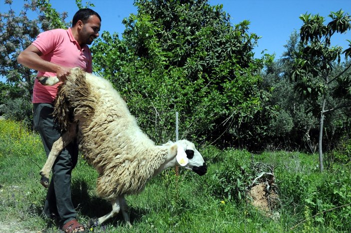 Osmaniye'de yayla hazırlığı: Koyunlar kırkılıyor