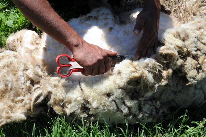 Osmaniye'de yayla hazırlığı: Koyunlar kırkılıyor