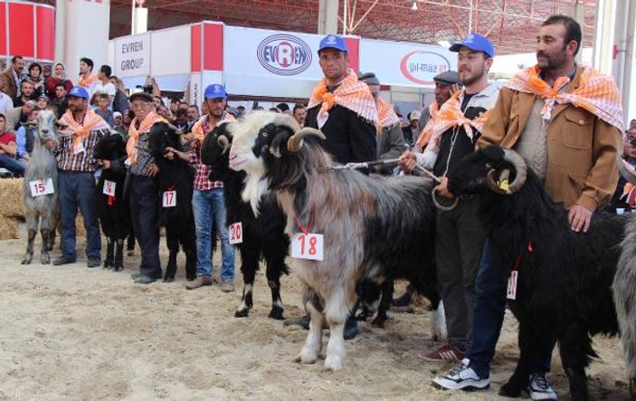 Burdur'da en güzel keçi ve koç yarışması yapıldı