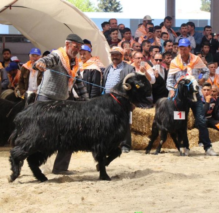 Burdur'da en güzel keçi ve koç yarışması yapıldı