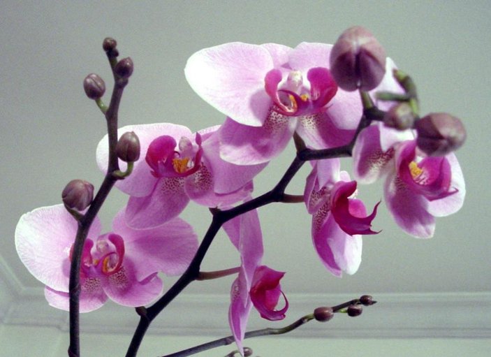 Orkide bakımı nasıl yapılır