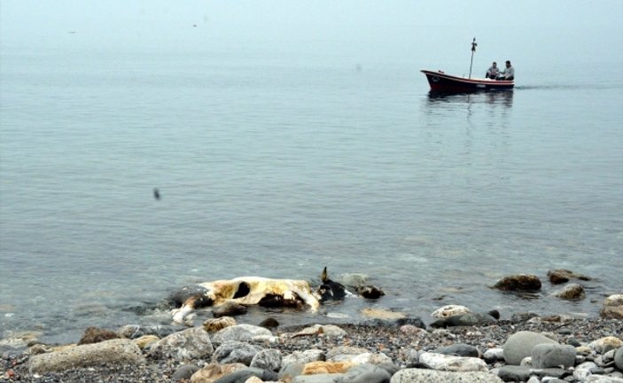 Zonguldak'ta telef olan inek sahile vurdu
