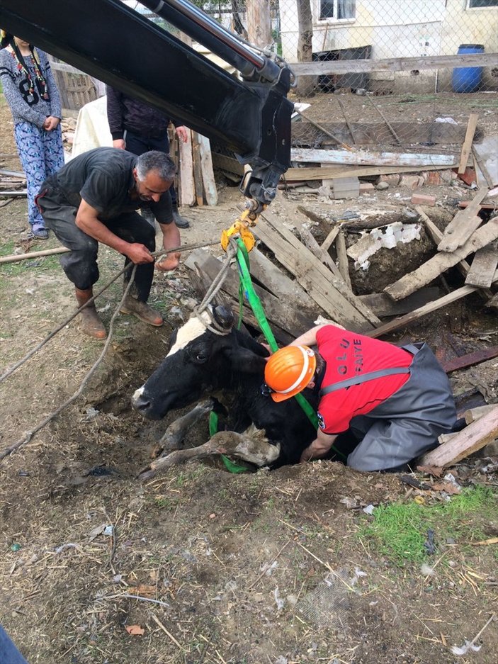 Bolu'da kuyuya düşen inek kurtarıldı