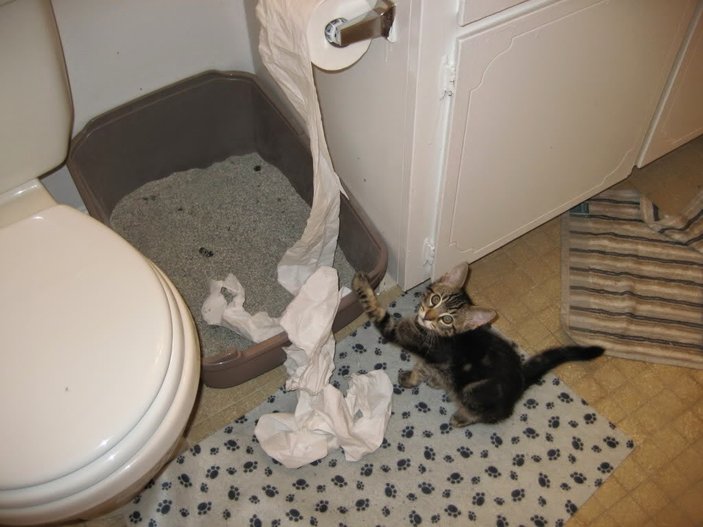 Yavru kediye tuvalet eğitimi nasıl verilir